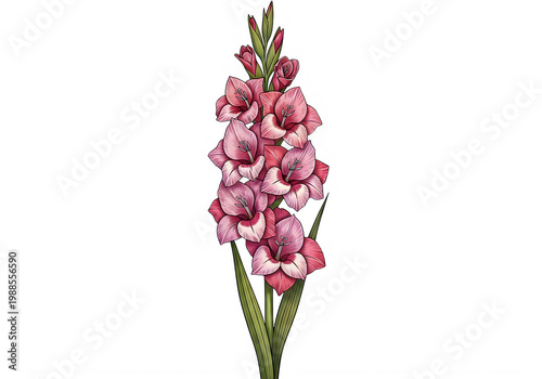 A vibrant red poinsettia plant with green leaves and bracts isolated on transparent background