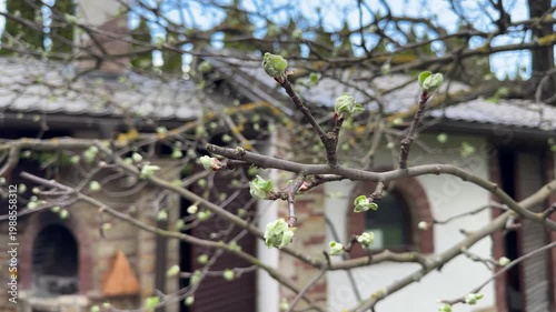 Gentle breezes gently activate soft green bud clusters on ancient trees