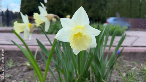 Early spring scene showing vibrant daffodil near busy street edge