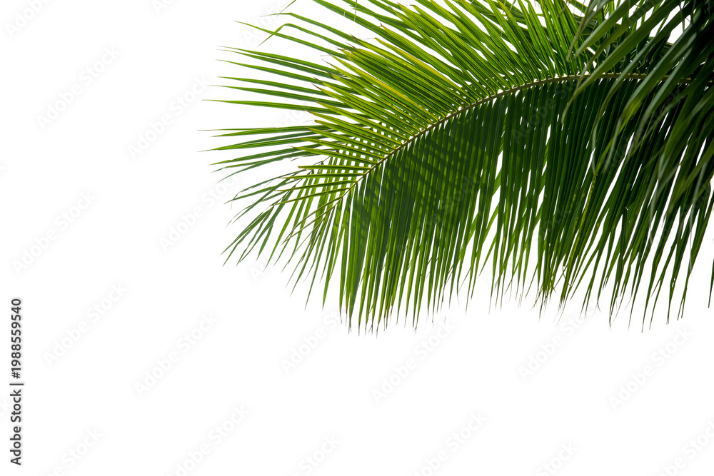 Obraz premium palm tree isolated on white