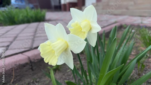 Tranquil morning view featuring daffodils near brick path and green foliage