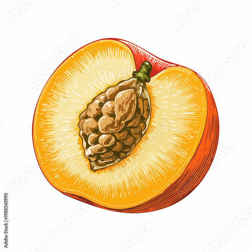 A vibrant illustration of a cut mango showcasing its juicy pulp and seeds