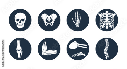 Collection of human anatomy bone icons showing skull pelvis hand rib cage knee elbow and spine in blue circular frames.