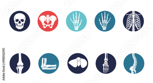 Medical collection of human skeletal joint icons including skull pelvis hands ribcage knee and vertebrae in colored circles.