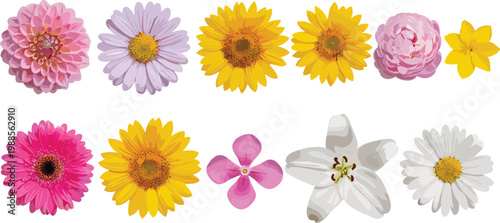 Photos Realistic colorful flowers collection including daisy, sunflower, chrysanthemum