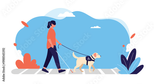 Blind woman safely navigates a pedestrian crosswalk with the assistance of her harness wearing guide dog.