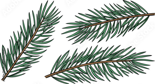 Detailed black and white of pine tree branches with needles