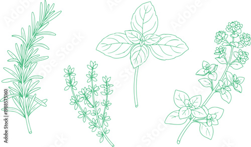 Collection of detailed botanical line drawings featuring various aromatic herbs isolated on transparent background