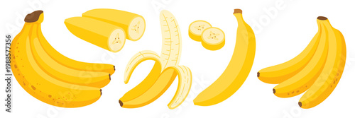 Collection of various whole peeled and sliced yellow bananas displayed in a stylized illustration on a white background