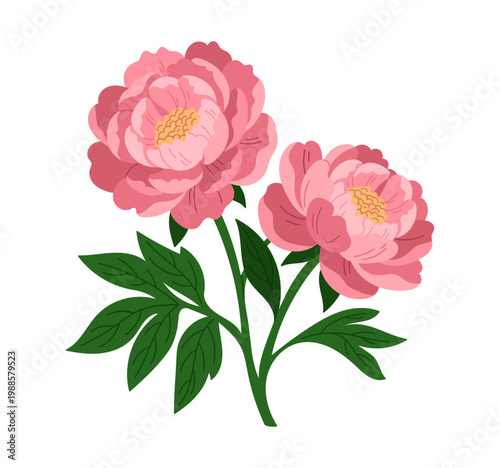 Vector illustration of a single isolated peony flower in full bloom. High quality botanical element for logo design, centerpiece illustrations and elegant floral decorations