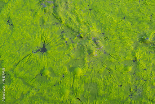 Photography Top view macro texture of green algae and aquatic moss on water surface
