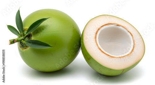 Fresh Coconut Halved with Green Shell and Inner Flesh Exposed Vector, illustration