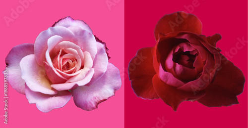 Closeup pure red and pink roses flower blossom bloom isolated on colorful background for stock photo. two big flowers, Floral summer, plants, card