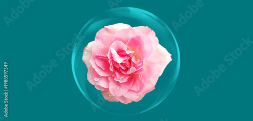 Closeup single pink roses flower blossom in bubble isolated on dark blue background for stock photo. big flowers, Floral summer, plants, card