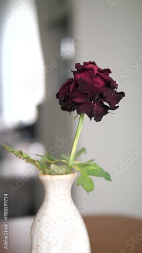 Close-up of a withered dark red rose in a ceramic vase for concept of aging, ending, lost love, and passing time