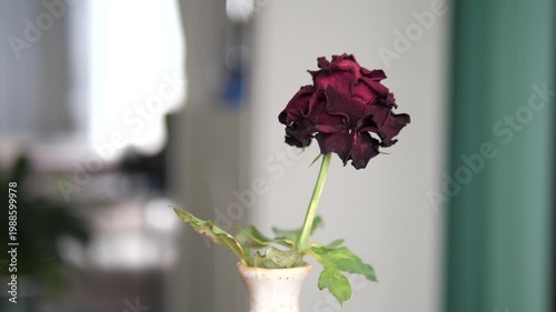 Close-up of a withered dark red rose in a ceramic vase for concept of aging, ending, lost love, and passing time