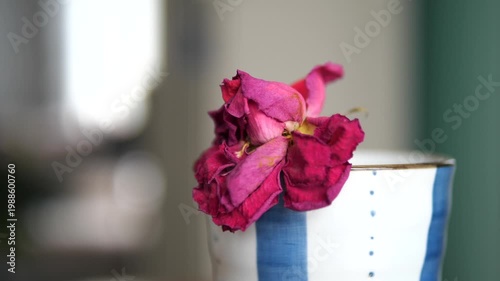 Vertical close-up of a dried red rose in a blue-striped ceramic cup for concept of fading beauty, loneliness, and nostalgia