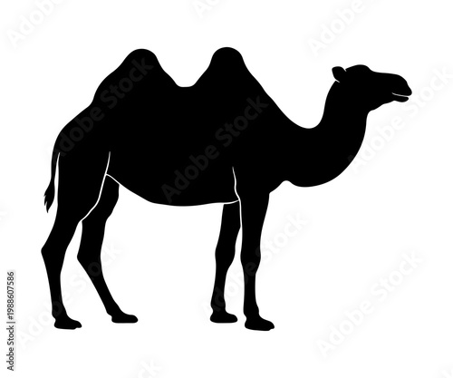 Fotografie Silhouette of a standing two-humped Bactrian camel from a side profile view