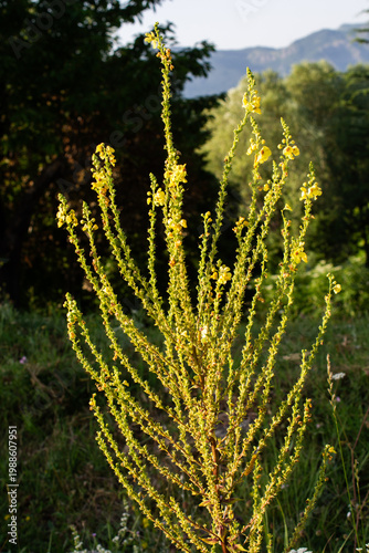 Beautiful wild flower in view
