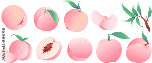 A large set of fresh pink peaches in various positions: whole fruits, halves with pits, and seedless slices. Includes branches with lush green leaves. High-quality isolated vector elements 