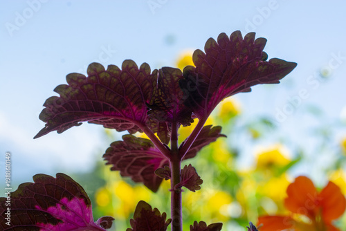 Beautiful wild flower in view