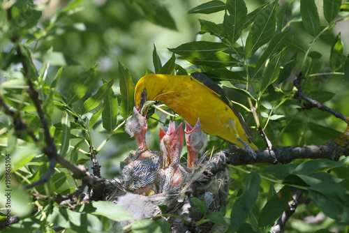 High-detail close-up of a bright male Eurasian Golden Oriole (Oriolus oriolus) feeding a large moth to its chicks.