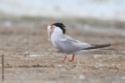 Photos An adult Common Tern (Sterna hirundo) standing on the seashore holding a caught sand smelt fish in its beak