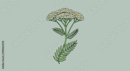 Delicate herbal plant with feathery leaves and a cluster of tiny white flowers