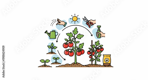 Illustration of tomato plant growth cycle from seedling to fruit-bearing maturity, with cultivation steps