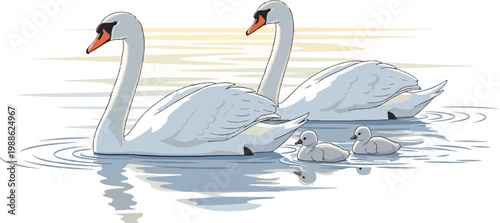 Two adult swans and two cygnets glide serenely across calm water at sunrise