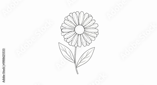 A delicate line drawing of a daisy with two leaves on a white background