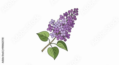 A delicate sprig of purple lilac blossoms with green leaves on a white background