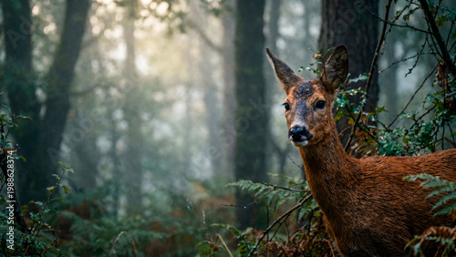 deer in the forest