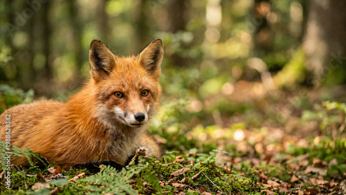 red fox in the forest
