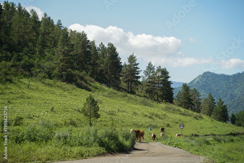 red cows in the mountains walk along the road
