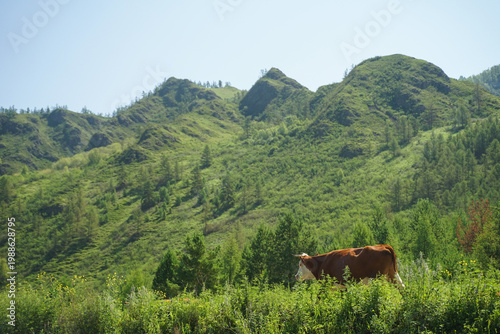 a red cow walking against the backdrop of green mountains