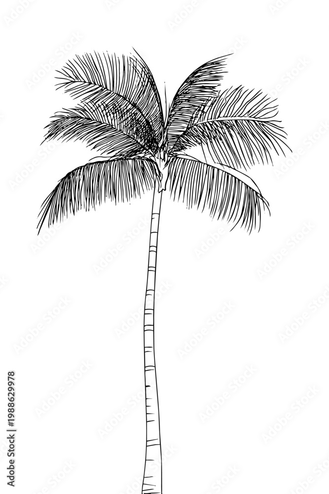Fototapeta premium Minimalist black and white palm tree vector outline, isolated on a transparent background
