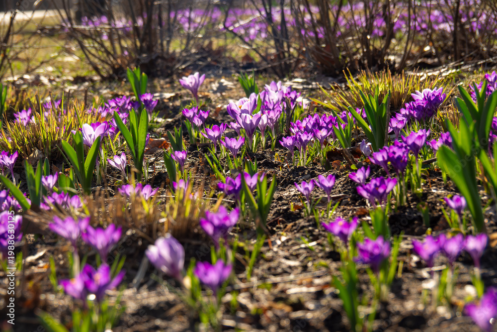 Obraz premium Bright Crocus Emerges From Soil. Vivid Crocus Flowers Spread Across Ground 