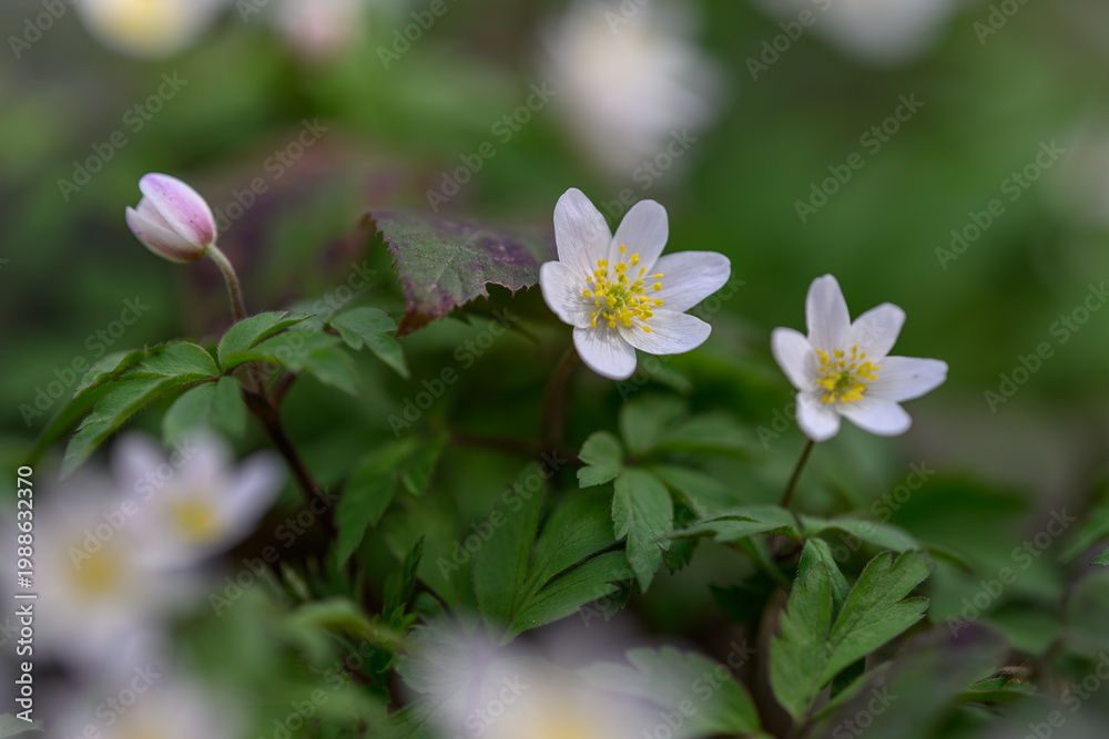 Fototapeta premium Beautiful wood anemone flowers growing in nature.
