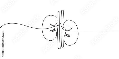 One continuous line drawing of the human kidney organ, Human kidney one line art drawing for medical concept, One continuous line drawing of the human kidney organ.pro