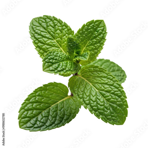 A perfect sprig of fresh peppermint with glossy green leaves and a reddish stem isolated on a transparent background. Concept of natural freshness and purity