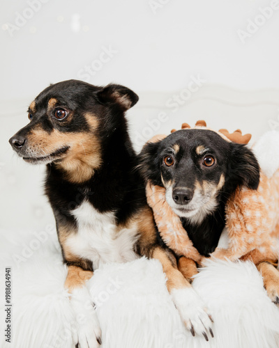 Christmas themed photo of two dogs, holiday decorations and lights