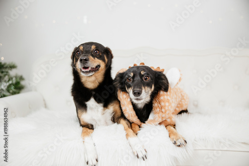 Dogs celebrating Christmas together, joyful pet lifestyle concept