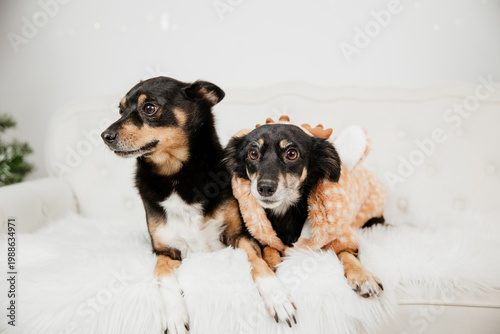 Christmas themed photo of two dogs, holiday decorations and lights