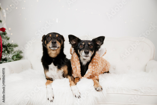 Two dogs in Christmas setting, festive holiday pet concept
