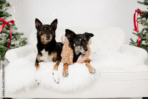 Christmas portrait of two dogs, holiday spirit and warmth