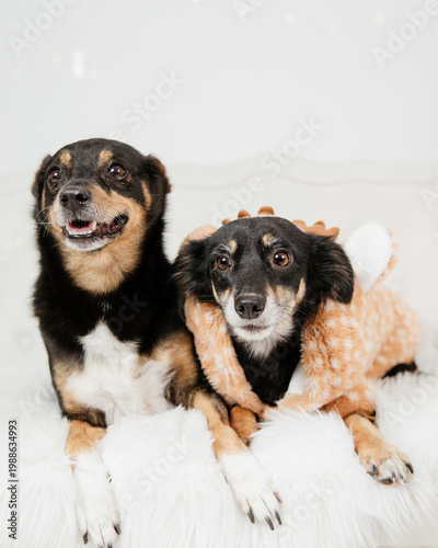Two dogs with Christmas decorations, festive winter atmosphere
