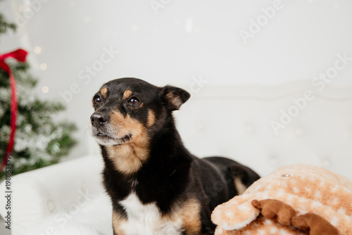 Cute pets in Christmas setting, festive and warm holiday atmosphere