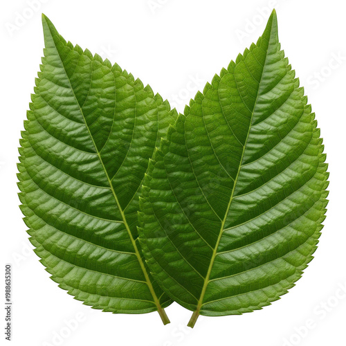 Fresh green leaves of a plant with serrated edges and prominent veins isolated on transparent background