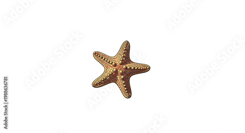 Close-up of a brown starfish isolated on white background last 2026.